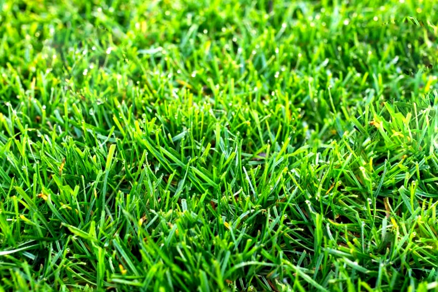 Tall-Fescue-Sod-near-me-Atlanta