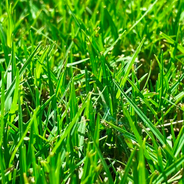 Tifway-Bermuda-419-Sod-Near-Me-Atalnta-GA