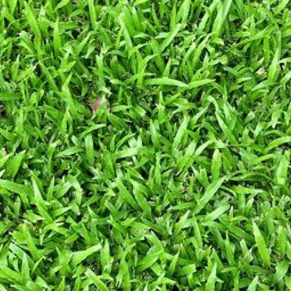 Zeon-Zoysia-Sod-Near-Me-Atlanta-GA