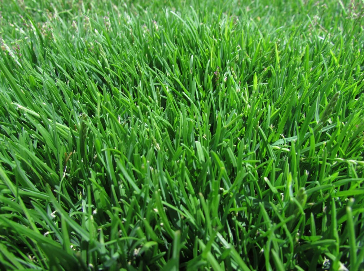 Emerald-Zoysia-Near-Me-Atlanta