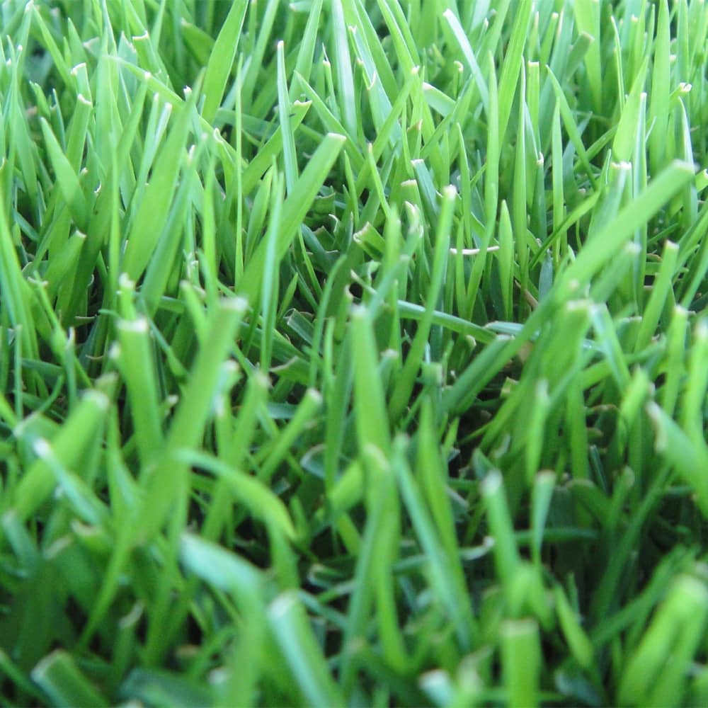 empire-zoysia-sod-near-me
